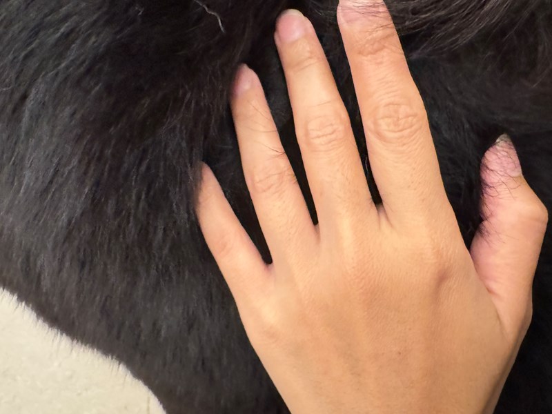 女人知己試用大隊,口碑行銷,部落客行銷,Downy Belly毛肚子,Downy Belly 保濕滋養胺基酸洗毛精,紅球薑淨膚配方,Downy Belly 保濕滋養胺基酸洗毛精-紅球薑淨膚配方,洗品天生防禦力，皮膚天生就很強,除了洗乾淨，其他的真的先不用,胺基酸清潔因子,好的界面活性劑，才能好洗,好沖淨,不易殘留,適量的細緻泡泡,狗貓皆適用,加拿大毒物學家安全把關,100%環保回收料再製瓶器,零廢棄為目標,低敏洗毛精,寵物訓練師好評,Downy Belly毛肚子,Downy Belly 皮膚救急胺基酸洗毛精,IPMP舒緩配方,Downy Belly 皮膚救急胺基酸洗毛精-IPMP舒緩配方,洗品天生防禦力,皮膚天生就很強,除了洗乾淨,其他的真的先不用,胺基酸清潔因子,APG+胺基酸清潔因子,IPMP高安全的成分,好的界面活性劑,才能好洗、好沖淨、不易殘留,適量的細緻泡泡,狗貓皆適用,加拿大毒物學家安全把關,100%環保回收料再製瓶器,零廢棄為目標,低敏洗毛精,寵物訓練師好評